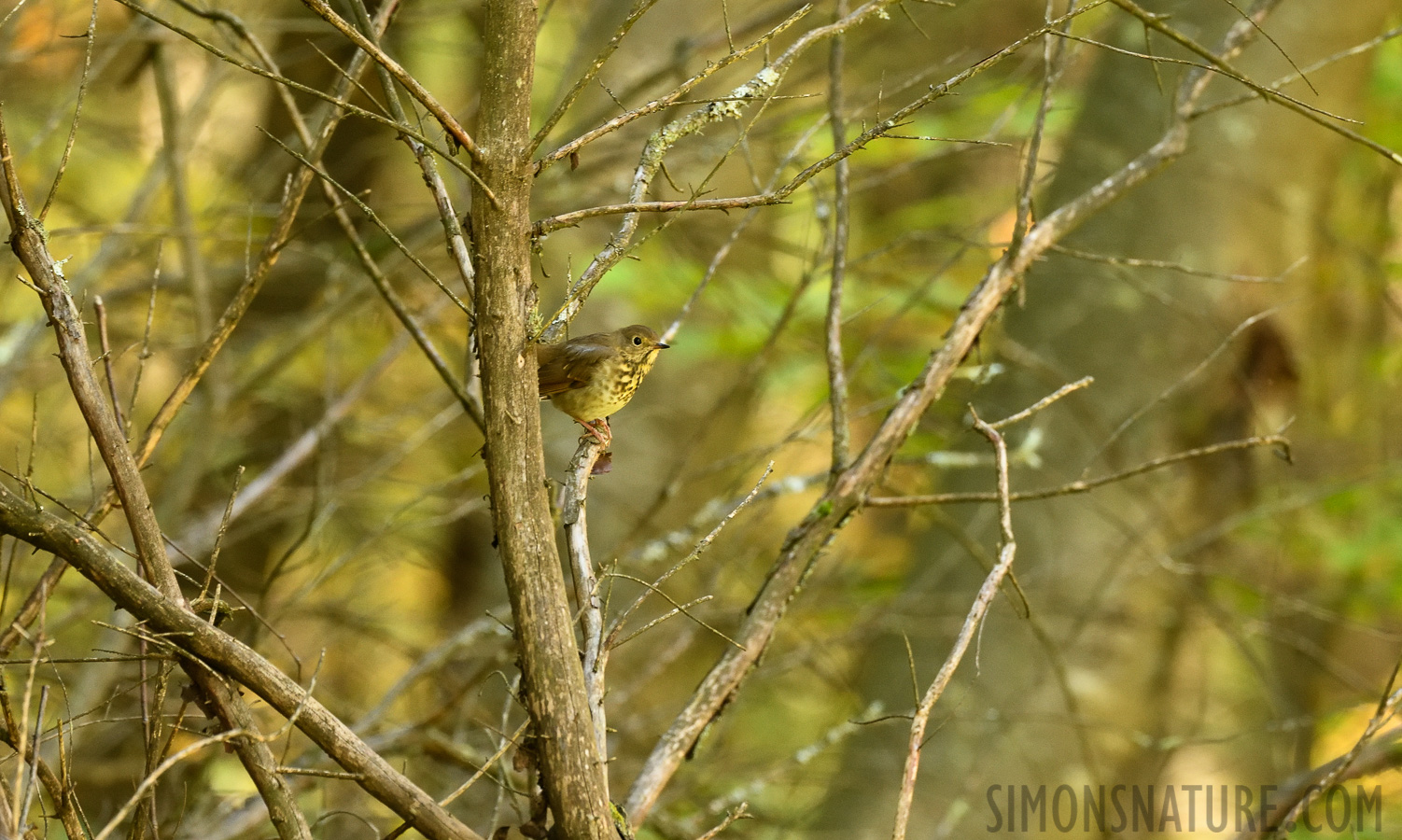 Catharus ustulatus appalachiensis [400 mm, 1/100 Sek. bei f / 7.1, ISO 2500]